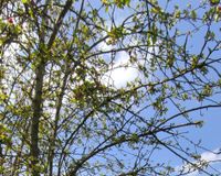 Grundstück mit Stallung