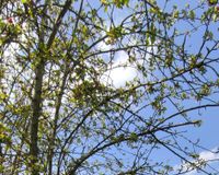 Grundstück mit Stallung